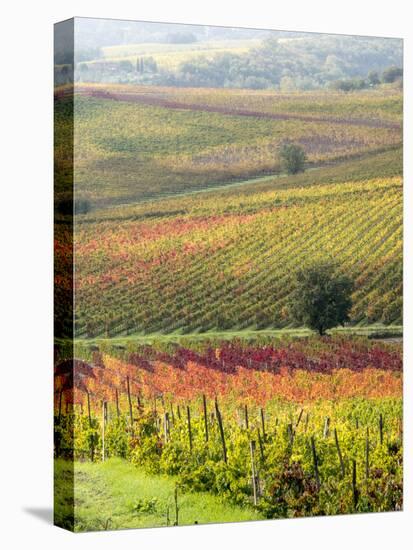 Italy, Tuscany, Val Dorcia. Colorful Vineyards and Olive Trees in Fall-Julie Eggers-Premier Image Canvas