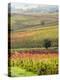 Italy, Tuscany, Val Dorcia. Colorful Vineyards and Olive Trees in Fall-Julie Eggers-Premier Image Canvas
