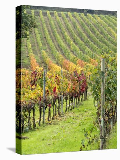 Italy, Tuscany, Val Dorcia. Colorful Vineyards in Autumn-Julie Eggers-Premier Image Canvas