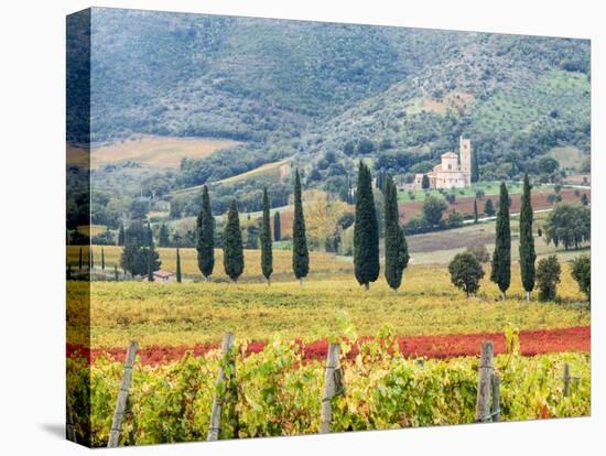 Italy, Tuscany. Vineyard and Olive Trees with the Abbey of Sant Antimo-Julie Eggers-Premier Image Canvas