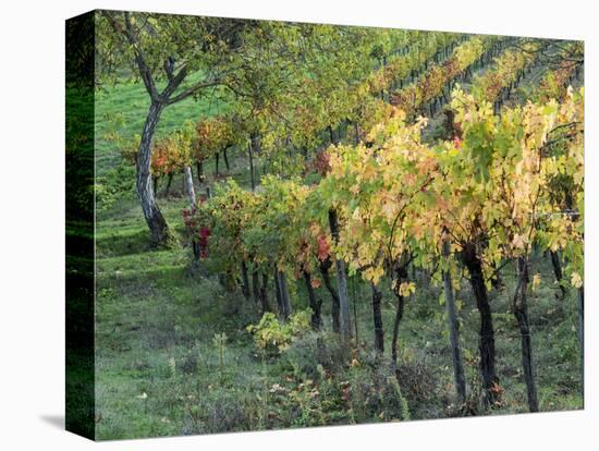 Italy, Tuscany. Vineyard in Autumn in the Chianti Region of Tuscany-Julie Eggers-Premier Image Canvas