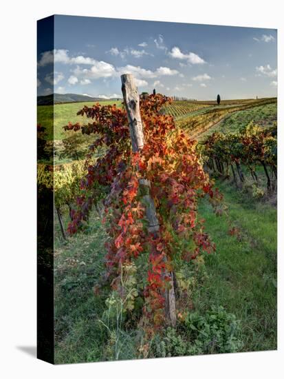 Italy,Tuscany. Vineyard in Autumn in the Chianti Region of Tuscany-Julie Eggers-Premier Image Canvas