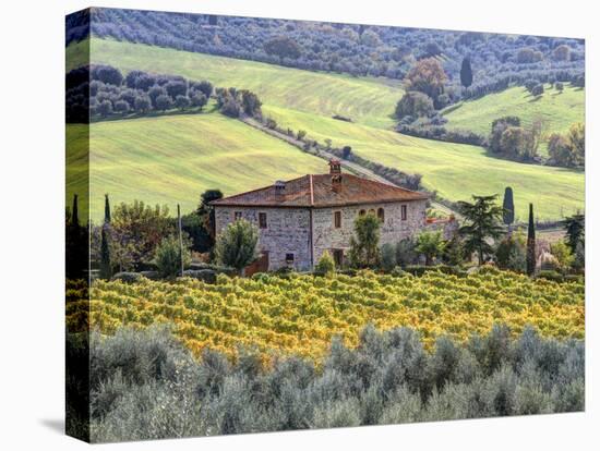 Italy, Tuscany. Vineyards and Olive Trees in Autumn by a House-Julie Eggers-Premier Image Canvas