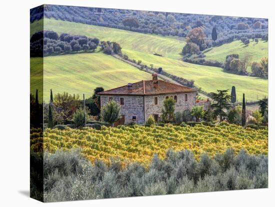 Italy, Tuscany. Vineyards and Olive Trees in Autumn by a House-Julie Eggers-Premier Image Canvas