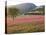 Italy, Umbria, Campi, a Field of Sainfoin Outside the Small and Ancient Village of Campi, Near Norc-Katie Garrod-Premier Image Canvas