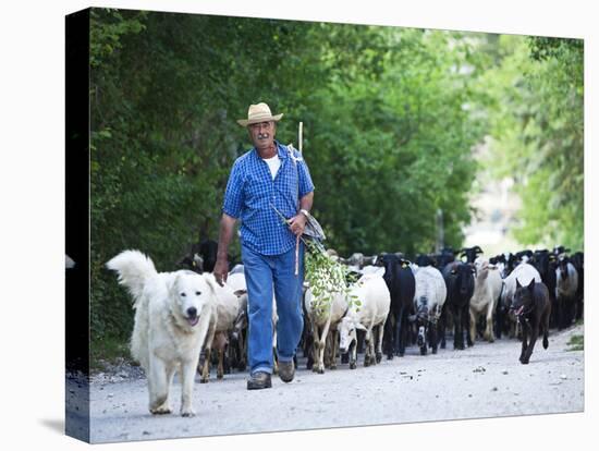 Italy, Umbria, Campi, a Shepherd Bringing His Flock Down from the Hills, with the Help of His Dogs-Katie Garrod-Premier Image Canvas