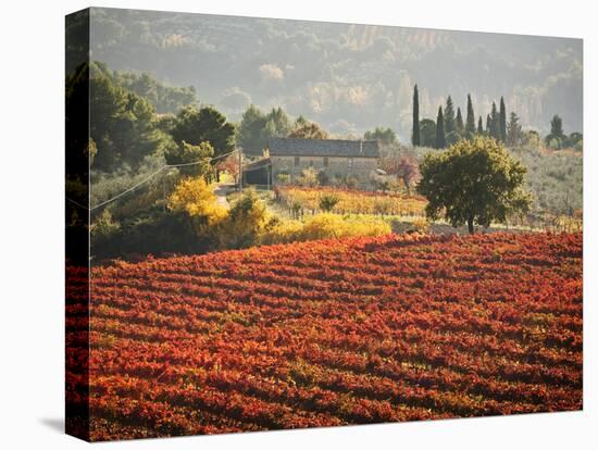 Italy, Umbria, Perugia District, Autumnal Vineyards Near Montefalco-Francesco Iacobelli-Premier Image Canvas