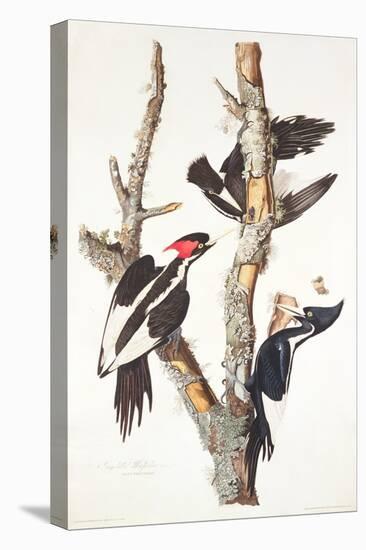 Ivory-Billed Woodpecker, 1829-John James Audubon-Premier Image Canvas