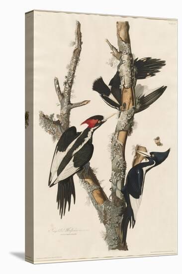 Ivory-billed Woodpecker, 1829-John James Audubon-Premier Image Canvas