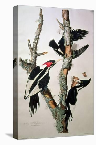 Ivory-Billed Woodpecker, from "Birds of America," 1829-John James Audubon-Premier Image Canvas