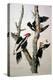 Ivory-Billed Woodpecker, from "Birds of America," 1829-John James Audubon-Premier Image Canvas