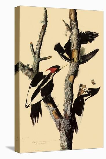 Ivory-Billed Woodpecker-John James Audubon-Premier Image Canvas