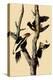 Ivory-Billed Woodpecker-John James Audubon-Premier Image Canvas