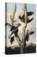 Ivory-billed Woodpeckers, c.1830-31-Joseph Bartholomew Kidd-Premier Image Canvas