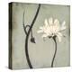 Ivory Blossom-Ivo-Stretched Canvas