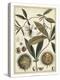 Ivory Botanical Study II-Vision Studio-Stretched Canvas