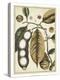Ivory Botanical Study V-Vision Studio-Stretched Canvas