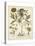 Ivory Peonies II-Besler Basilius-Stretched Canvas