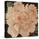 Ivory Peonies-Janet Kruskamp-Stretched Canvas