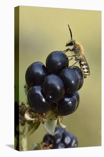 Ivy bee, new species to the UK in 2001. Male resting on Blackberry, Oxfordshire, England-Andy Sands-Premier Image Canvas