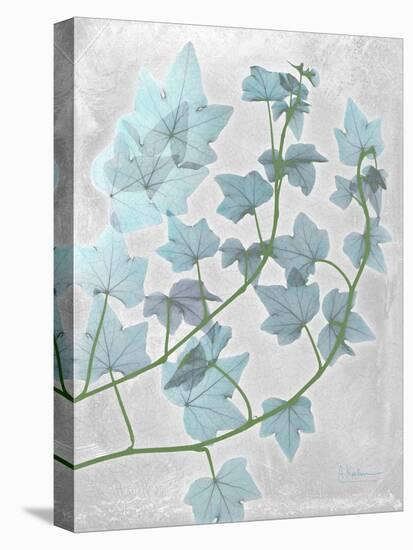 Ivy Blues-Albert Koetsier-Stretched Canvas