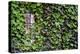 Ivy Covered House-Mr Doomits-Premier Image Canvas