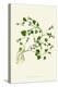 'Ivy-Leaved Bellflower', c1891, (1891)-Anne Pratt-Premier Image Canvas