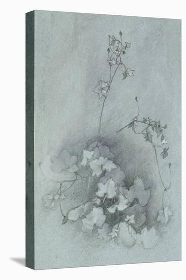 Ivy-Leaved Toadflax ('Oxford Ivy')-John Ruskin-Premier Image Canvas