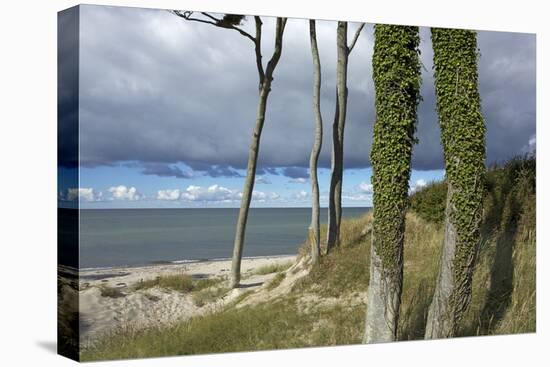 Ivy on Beech Trunks in the Coastal Forest on the Western Beach of Darss Peninsula-Uwe Steffens-Premier Image Canvas