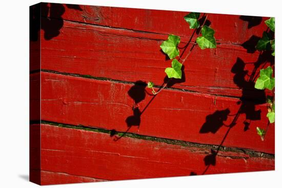 Ivy on Red Barn-null-Stretched Canvas