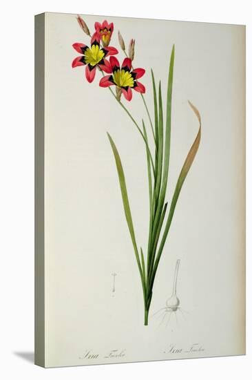 Ixia Tricolor, from `Les Liliacees', 1805-Pierre-Joseph Redouté-Premier Image Canvas