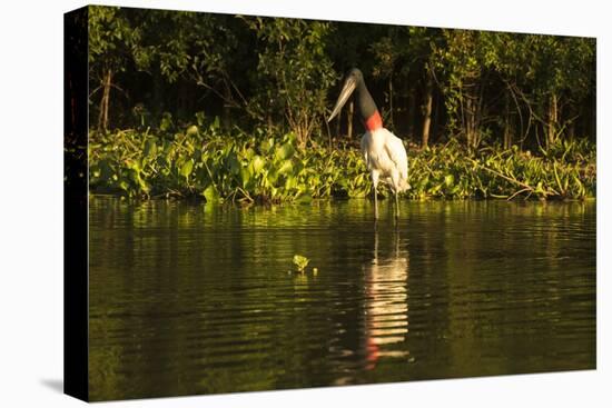 Jabiru Stork-Joe McDonald-Premier Image Canvas