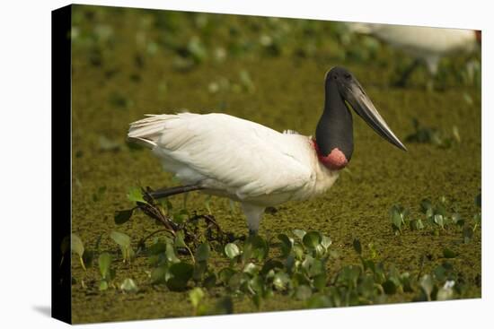 Jabiru Stork-Joe McDonald-Premier Image Canvas