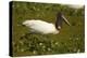 Jabiru Stork-Joe McDonald-Premier Image Canvas