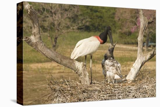 Jabiru Stork-Joe McDonald-Premier Image Canvas