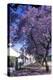 Jacaranda Tree in Blossom-Alan J. S. Weaving-Premier Image Canvas