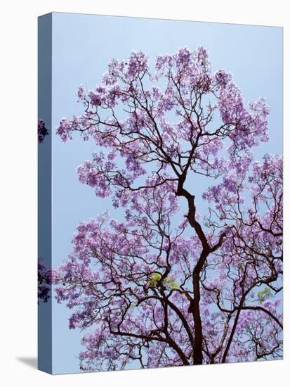 Jacaranda Trees Blooming in City Park, Buenos Aires, Argentina-Michele Molinari-Premier Image Canvas