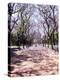 Jacarandas Trees Bloom in City Parks, Parque 3 de Febrero, Palermo, Buenos Aires, Argentina-Michele Molinari-Premier Image Canvas