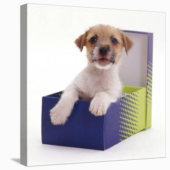 Jack in a Box - Jack Russell Terrier Pup in a Shoe Box-Jane Burton-Premier Image Canvas