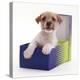 Jack in a Box - Jack Russell Terrier Pup in a Shoe Box-Jane Burton-Premier Image Canvas