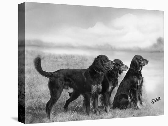 Jack Judy and Jill of Cromux Three Gordon Setters in a Field Owned by Eden-Thomas Fall-Premier Image Canvas