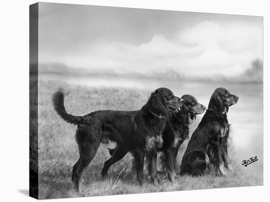 Jack Judy and Jill of Cromux Three Gordon Setters in a Field Owned by Eden-Thomas Fall-Premier Image Canvas