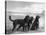 Jack Judy and Jill of Cromux Three Gordon Setters in a Field Owned by Eden-Thomas Fall-Premier Image Canvas