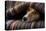 Jack Russell Dog Sleeping under the Blanket in Bed Daydreaming Sweet Dreams-Javier Brosch-Premier Image Canvas