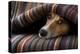 Jack Russell Dog Sleeping under the Blanket in Bed Daydreaming Sweet Dreams-Javier Brosch-Premier Image Canvas