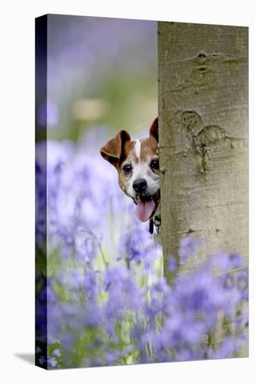 Jack Russell Looking around Tree in Bluebell Wood-null-Premier Image Canvas