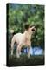 Jack Russell Terrier Bearing its Teeth-DLILLC-Premier Image Canvas