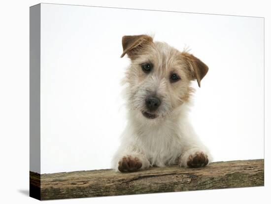 Jack Russell Terrier Bitch with Paws Up, Looking over a Rail-Jane Burton-Premier Image Canvas
