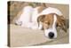 Jack Russell Terrier Dog Puppy Asleep-null-Premier Image Canvas