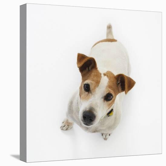 Jack Russell Terrier Looking up-Russell Glenister-Premier Image Canvas